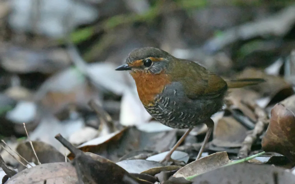 智利窜鸟(Scelorchilus rubecula)