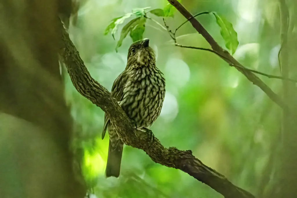 齿嘴园丁鸟(Scenopoeetes dentirostris)