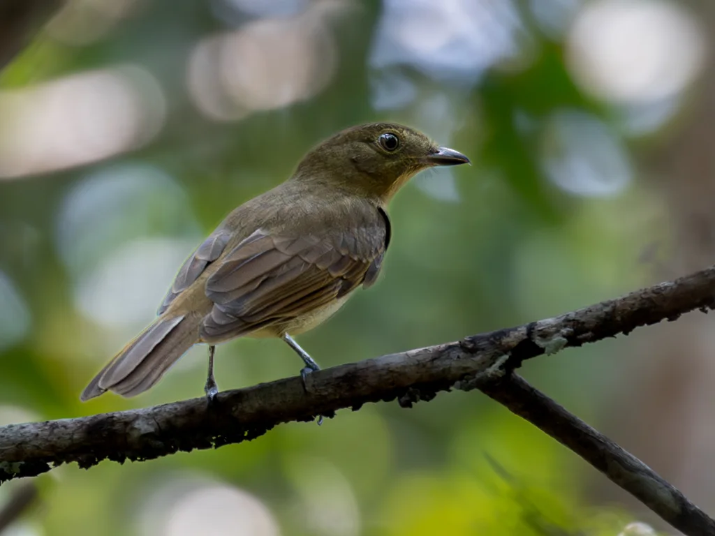 圭亚那希夫霸鹟(Schiffornis olivacea)