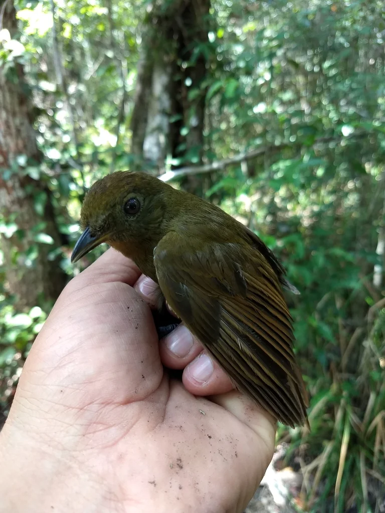北希夫霸鹟(Schiffornis veraepacis)