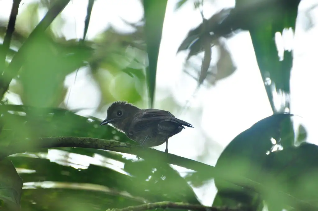 北希夫霸鹟(Schiffornis veraepacis)