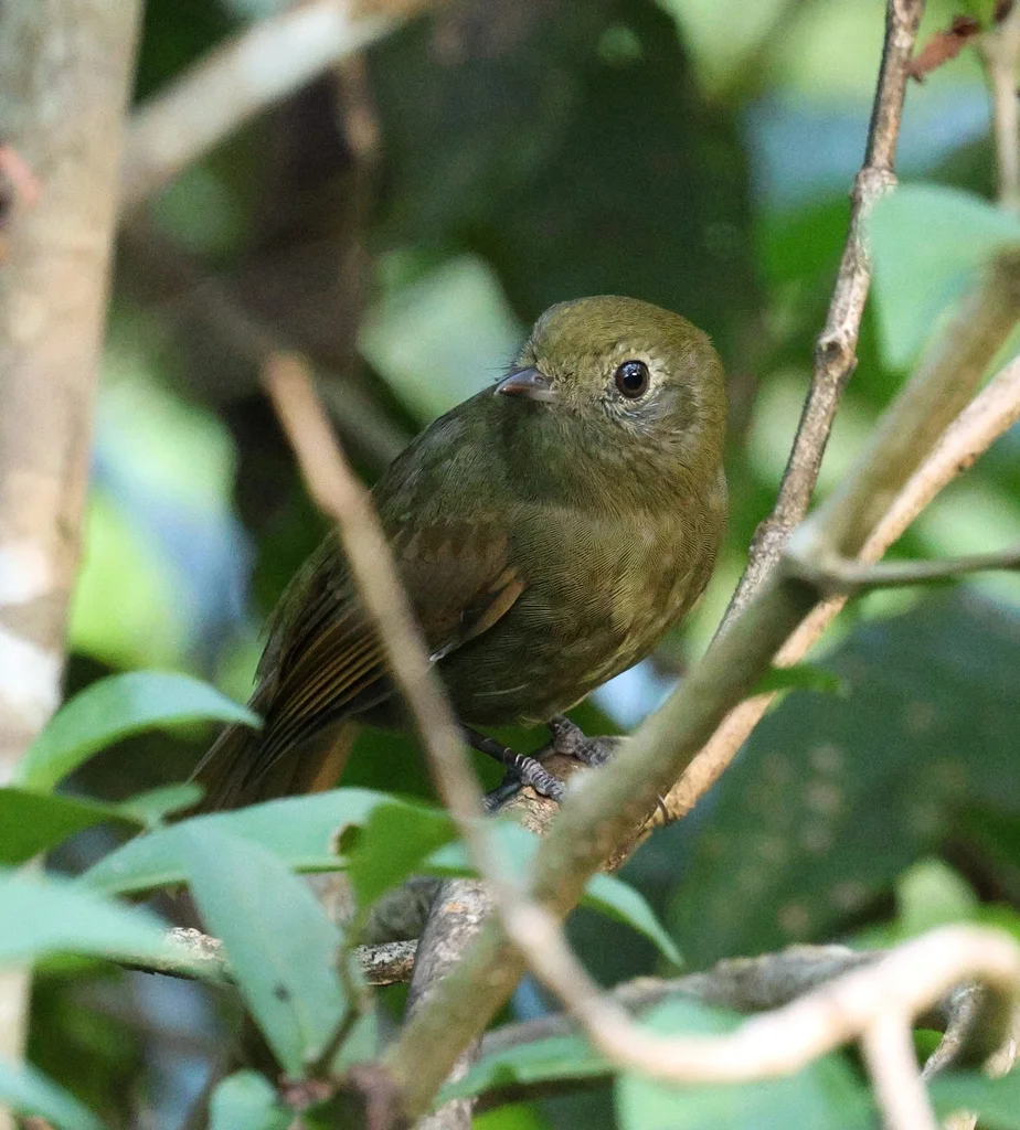 绿希夫霸鹟(Schiffornis virescens)