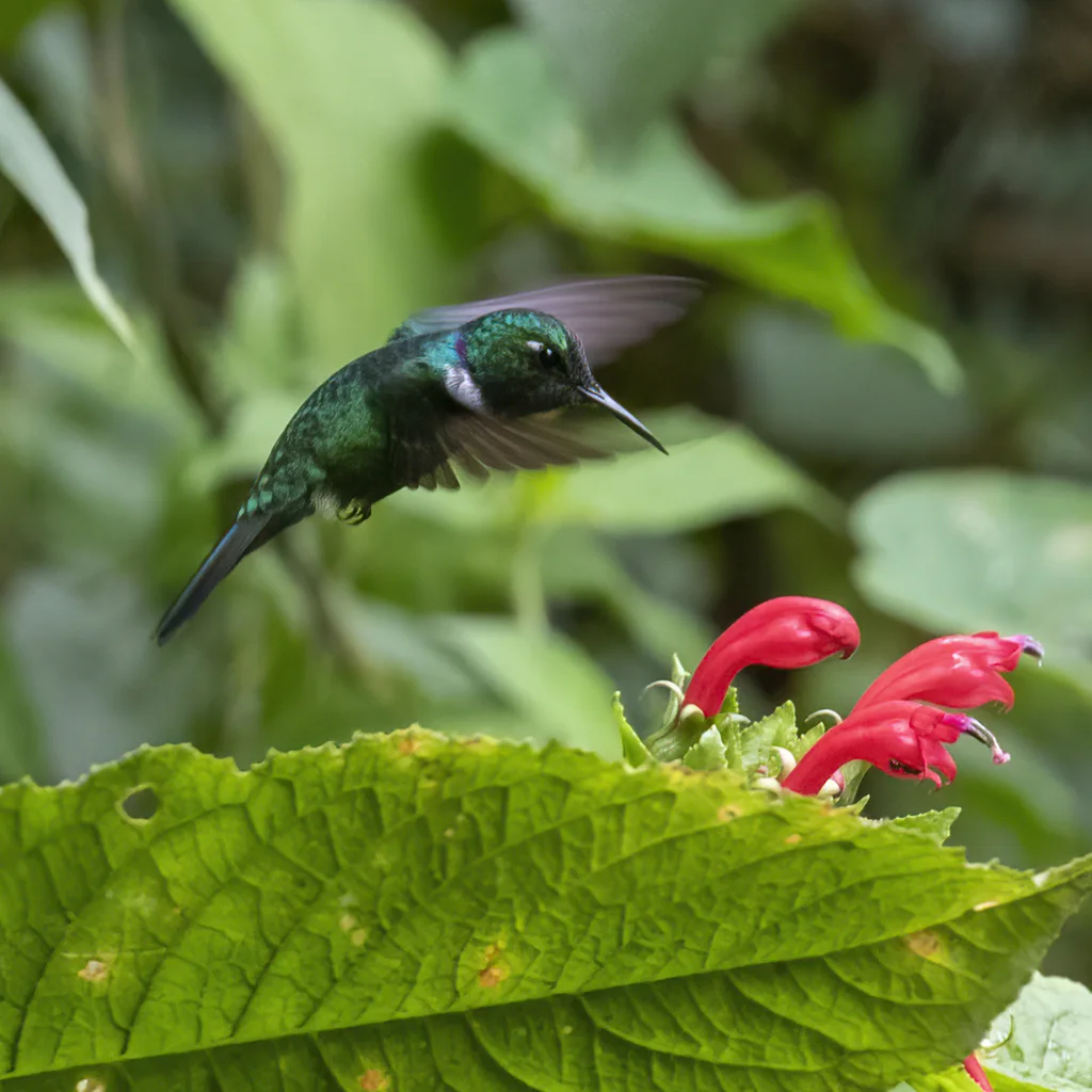 白喉楔嘴蜂鸟(Schistes albogularis)