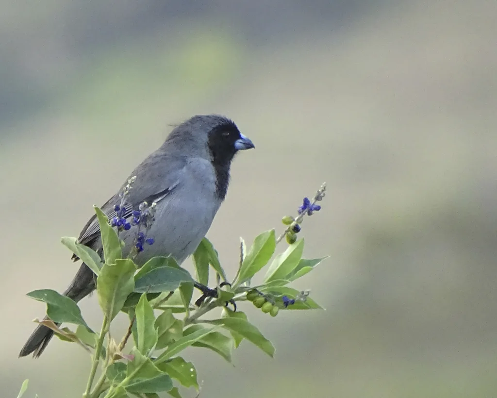 黑脸唐纳雀(Schistochlamys melanopis)