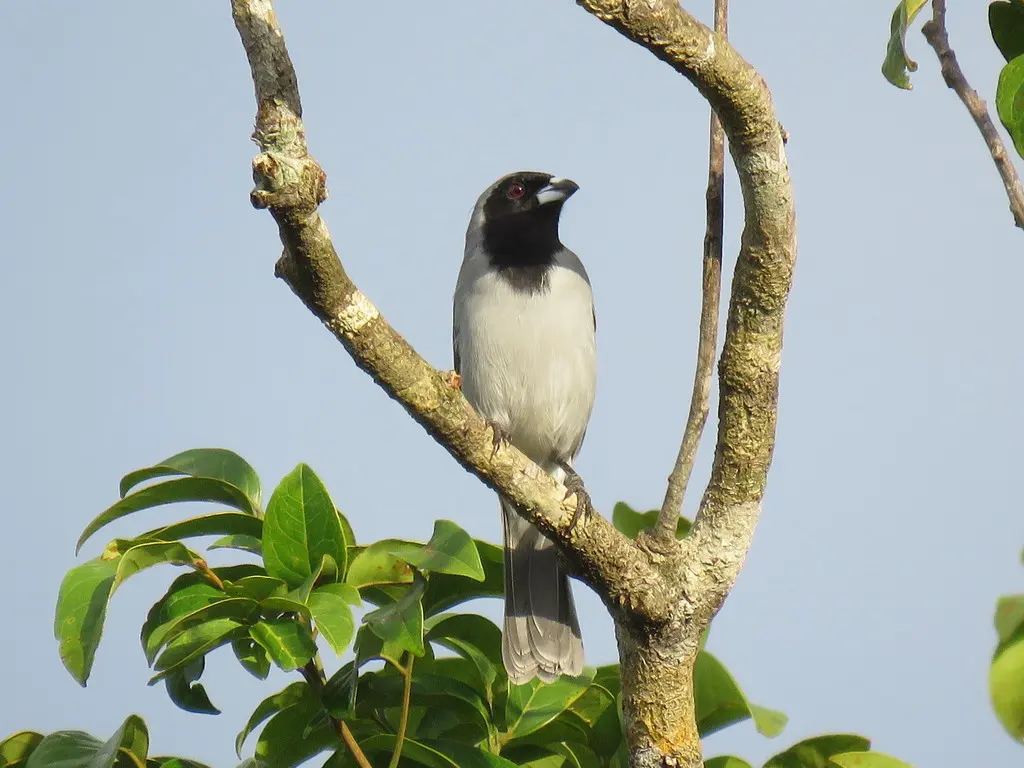 黑脸唐纳雀(Schistochlamys melanopis)
