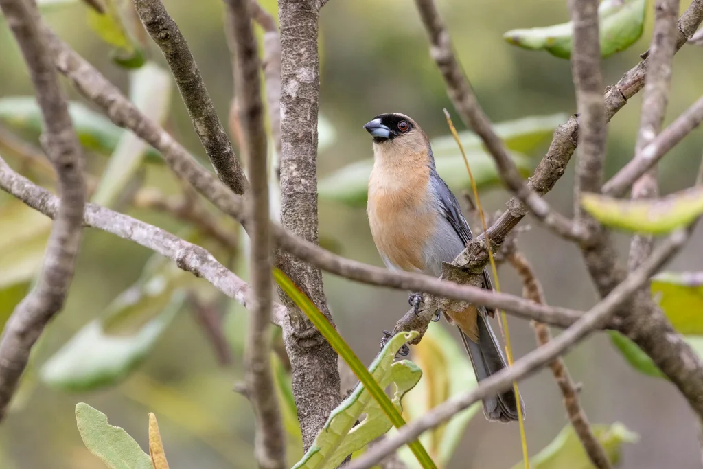黄棕唐纳雀（Schistochlamys ruficapillus）