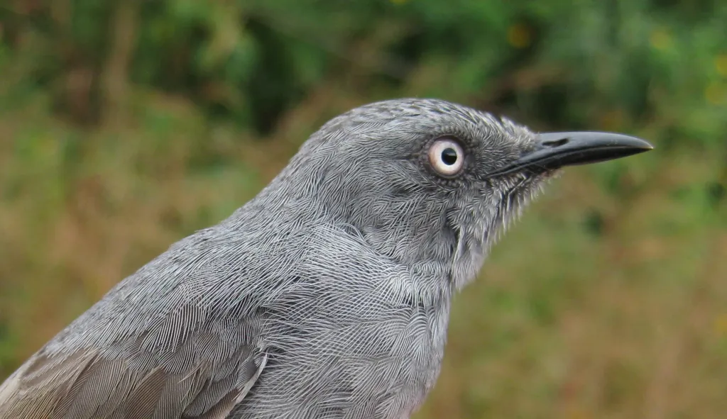 白眉山鹪莺(Schistolais leontica)