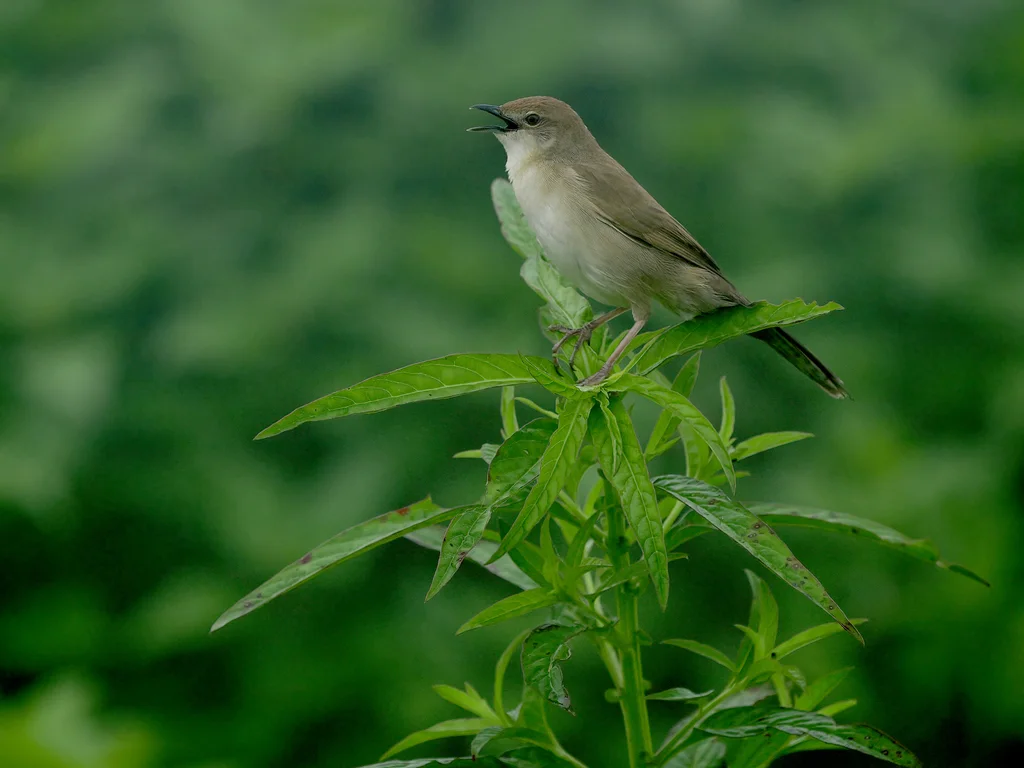 阔尾芦莺(Schoenicola platyurus)