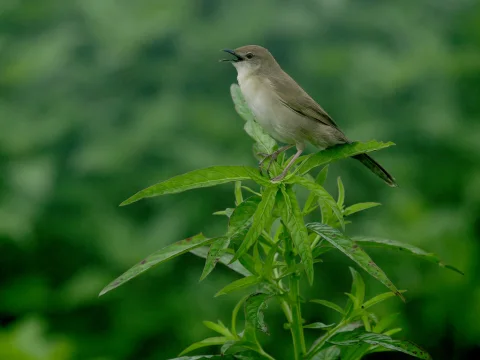 阔尾芦莺