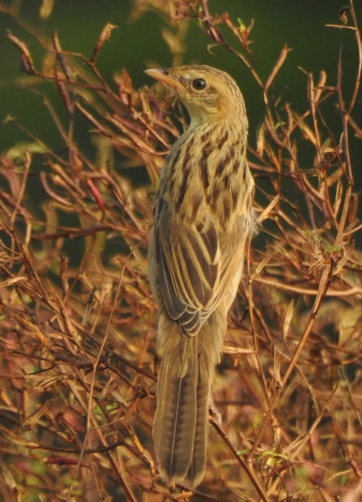 须草莺(Schoenicola striatus)