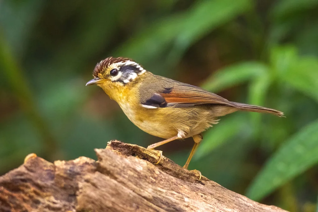 栗头雀鹛(Schoeniparus castaneceps)