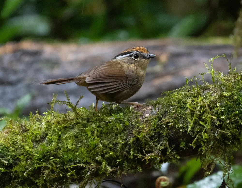 褐胁雀鹛（Schoeniparus dubius）
