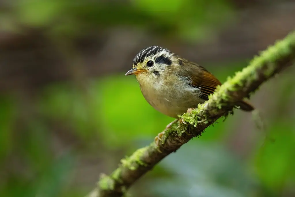 黑顶雀鹛（Schoeniparus klossi）