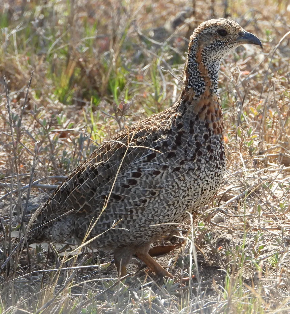 灰翅鹧鸪（Scleroptila afra）