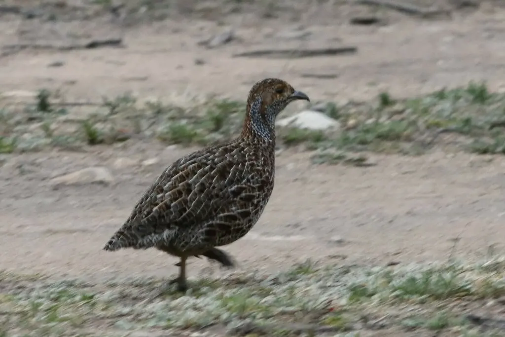 灰翅鹧鸪（Scleroptila afra）