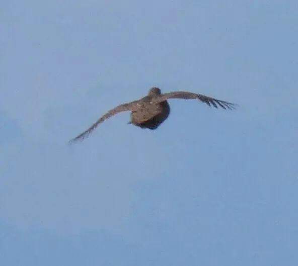 灰翅鹧鸪（Scleroptila afra）