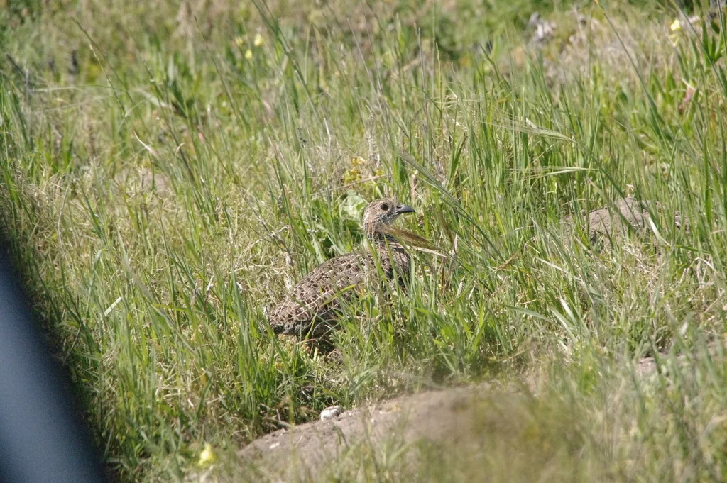 灰翅鹧鸪（Scleroptila afra）