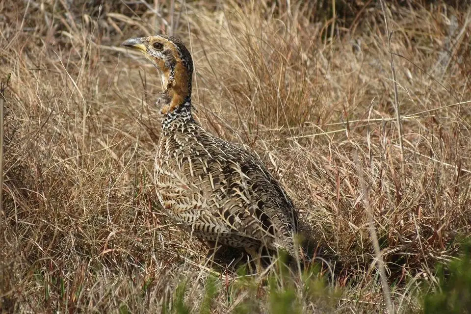 红翅鹧鸪(Scleroptila levaillantii)