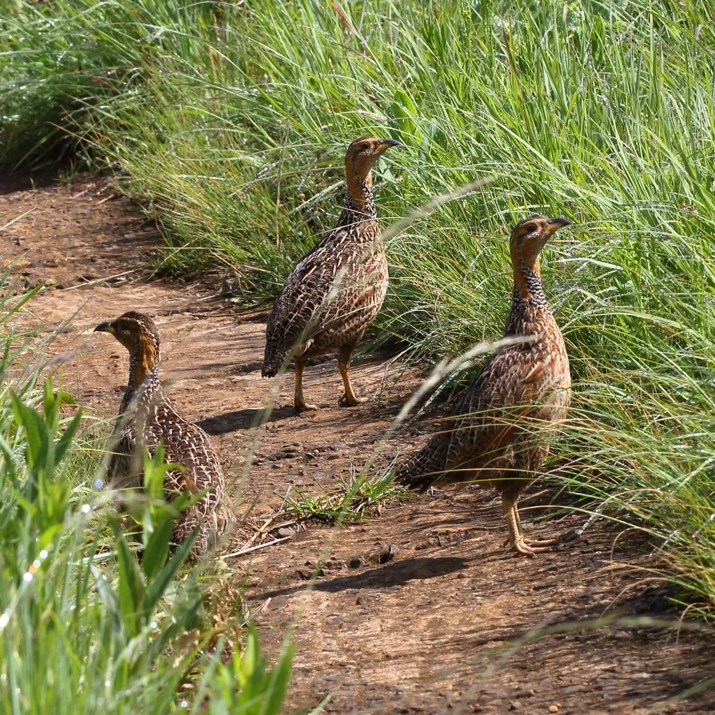 红翅鹧鸪(Scleroptila levaillantii)