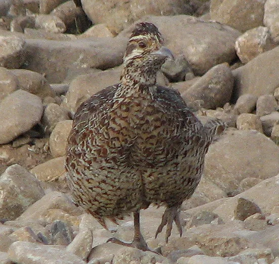 高地鹧鸪(Scleroptila psilolaema)