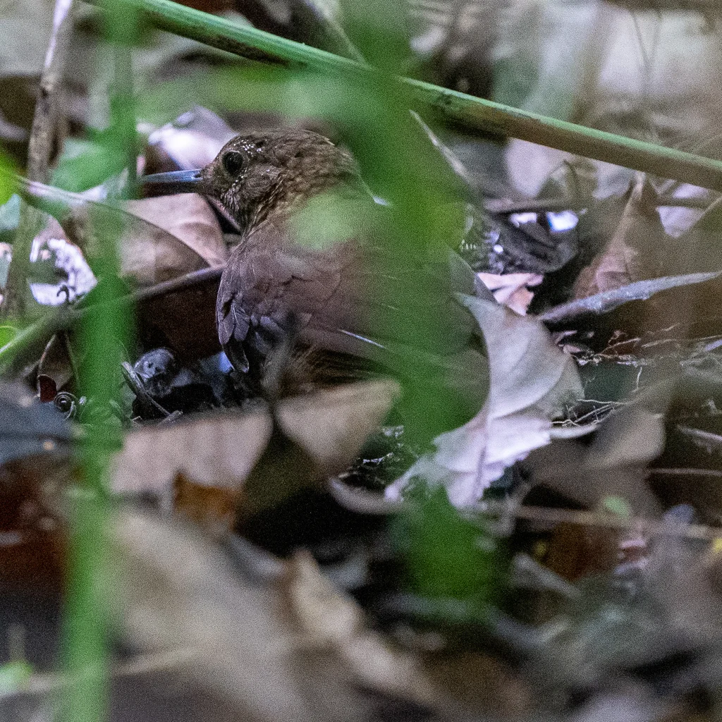 鳞喉硬尾雀(Sclerurus guatemalensis)
