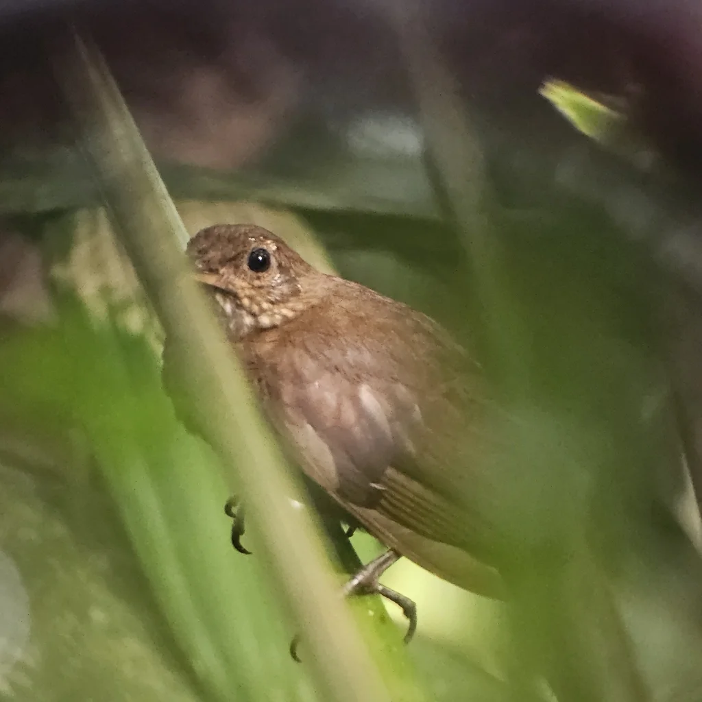 鳞喉硬尾雀(Sclerurus guatemalensis)