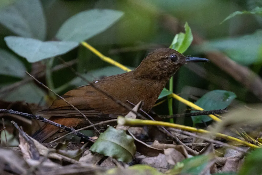 棕胸硬尾雀(Sclerurus scansor)