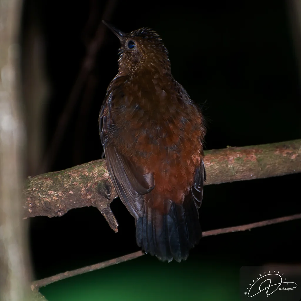 棕胸硬尾雀(Sclerurus scansor)