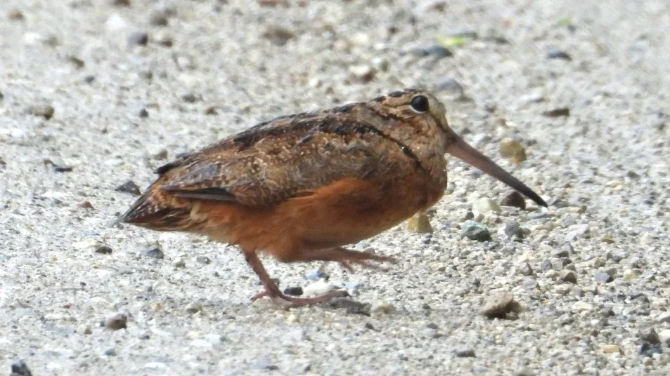 小丘鹬(Scolopax minor)