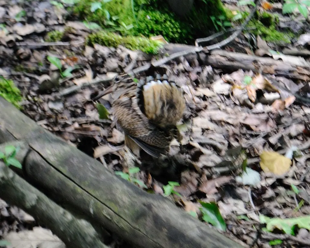 小丘鹬(Scolopax minor)