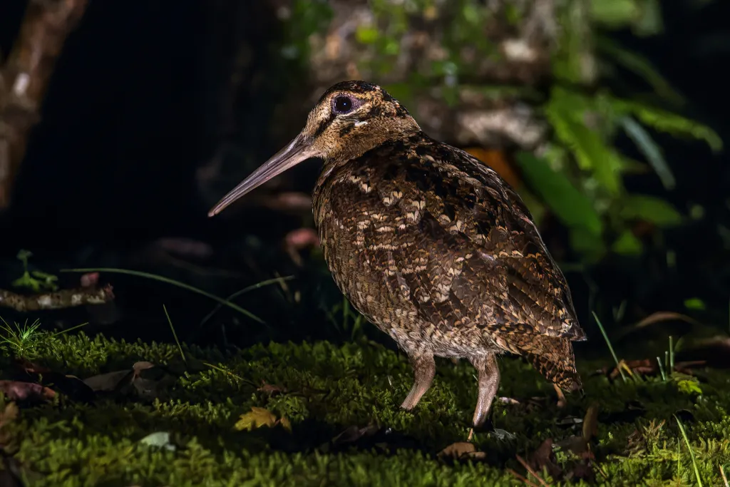 琉球丘鹬（Scolopax mira）