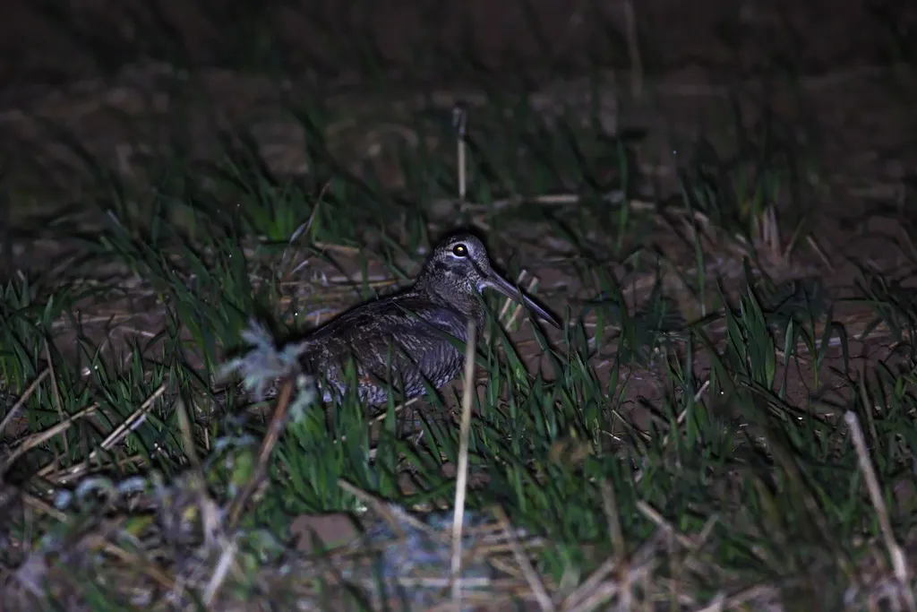 丘鹬(Scolopax rusticola)