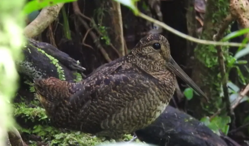 棕丘鹬（Scolopax saturata）