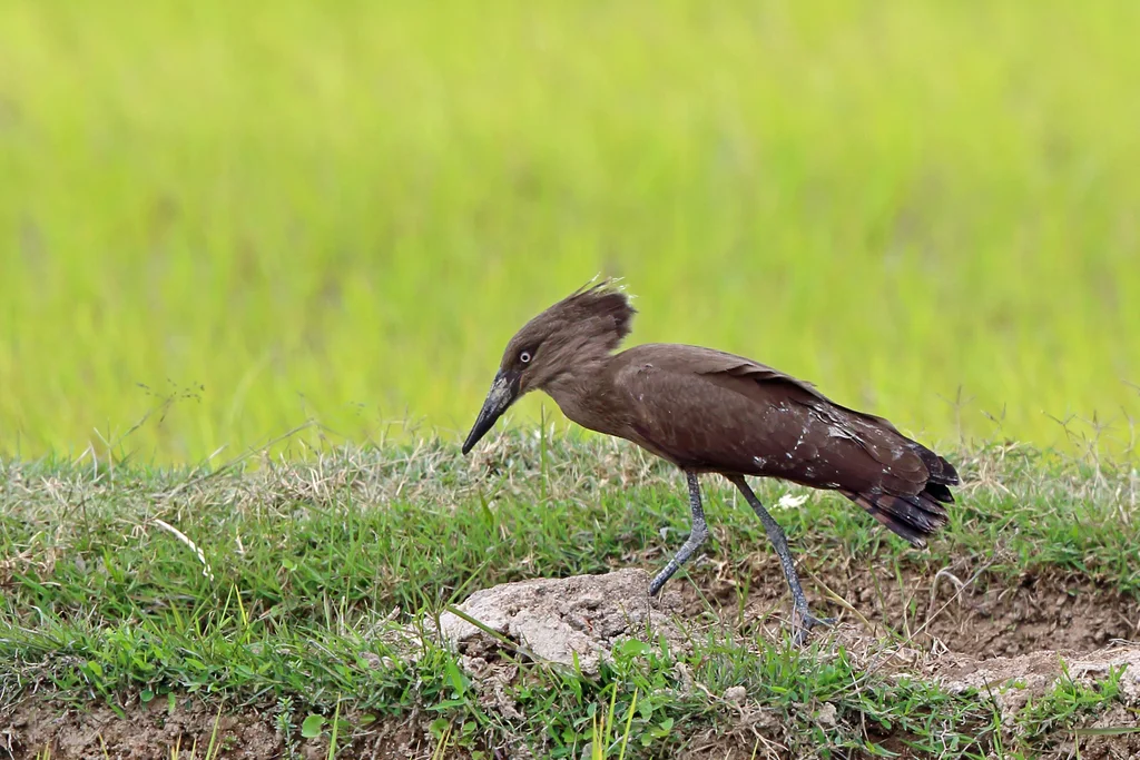 锤头鹳(Scopus umbretta)