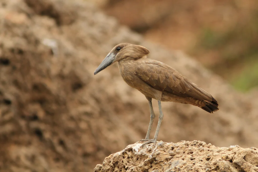 锤头鹳(Scopus umbretta)