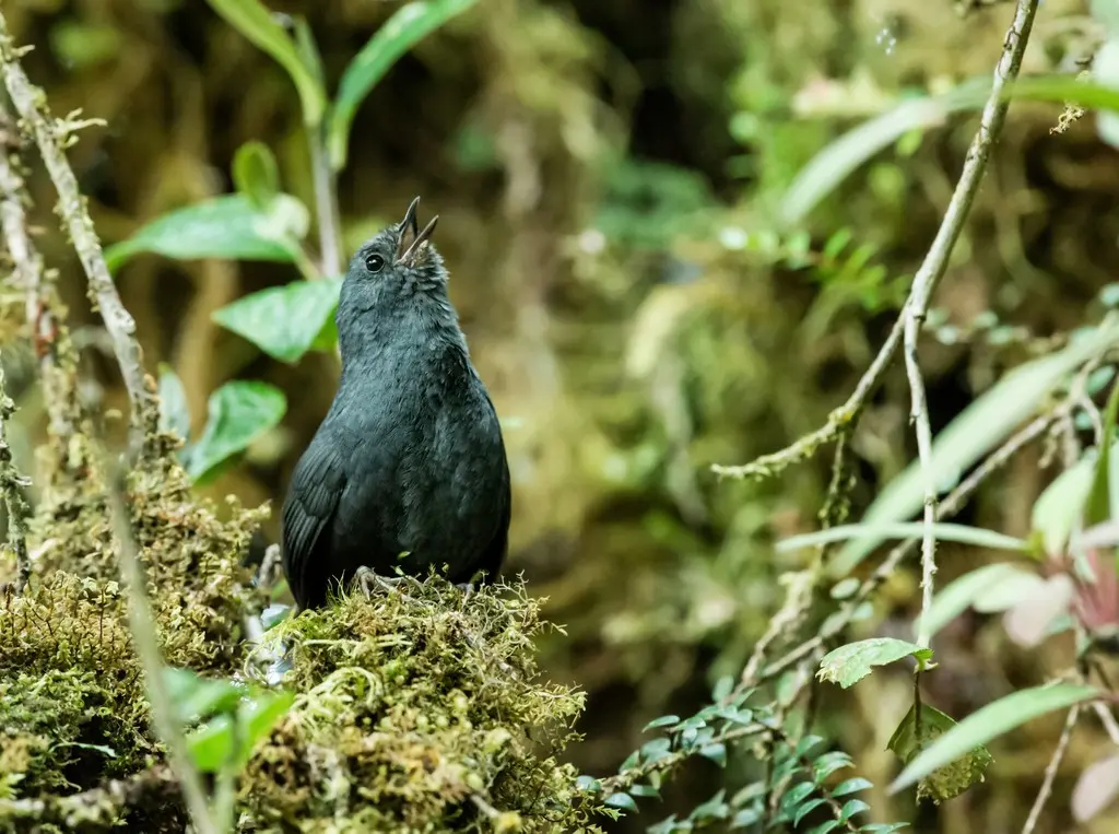 楚氏窜鸟(Scytalopus acutirostris)
