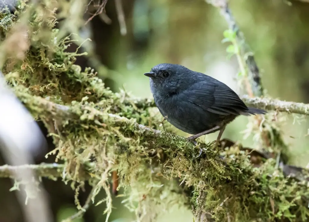 楚氏窜鸟(Scytalopus acutirostris)