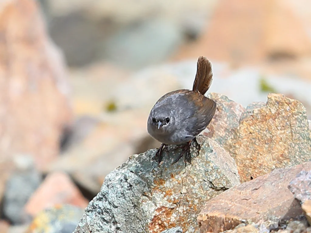 安卡什窜鸟(Scytalopus affinis)