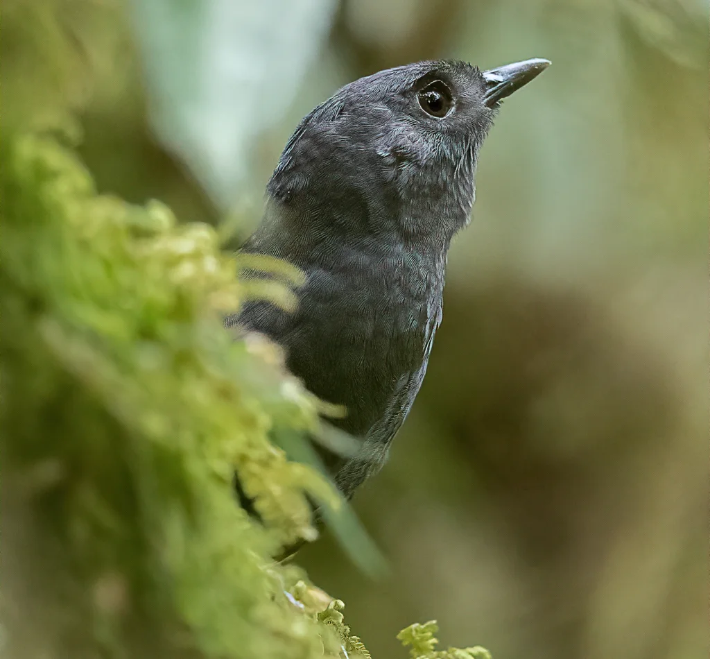 塔塔马窜鸟(Scytalopus alvarezlopezi)