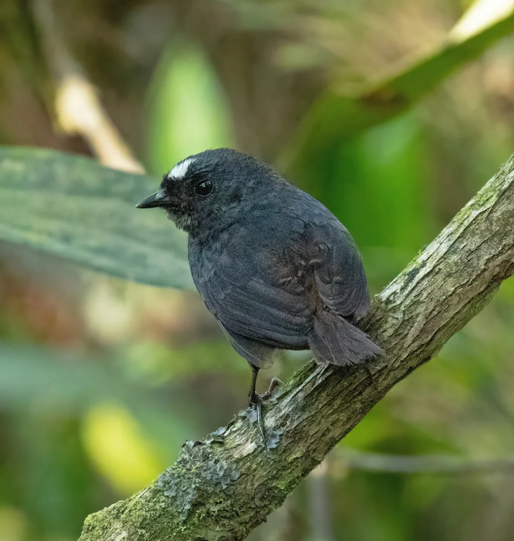 玻利维亚窜鸟(Scytalopus bolivianus)