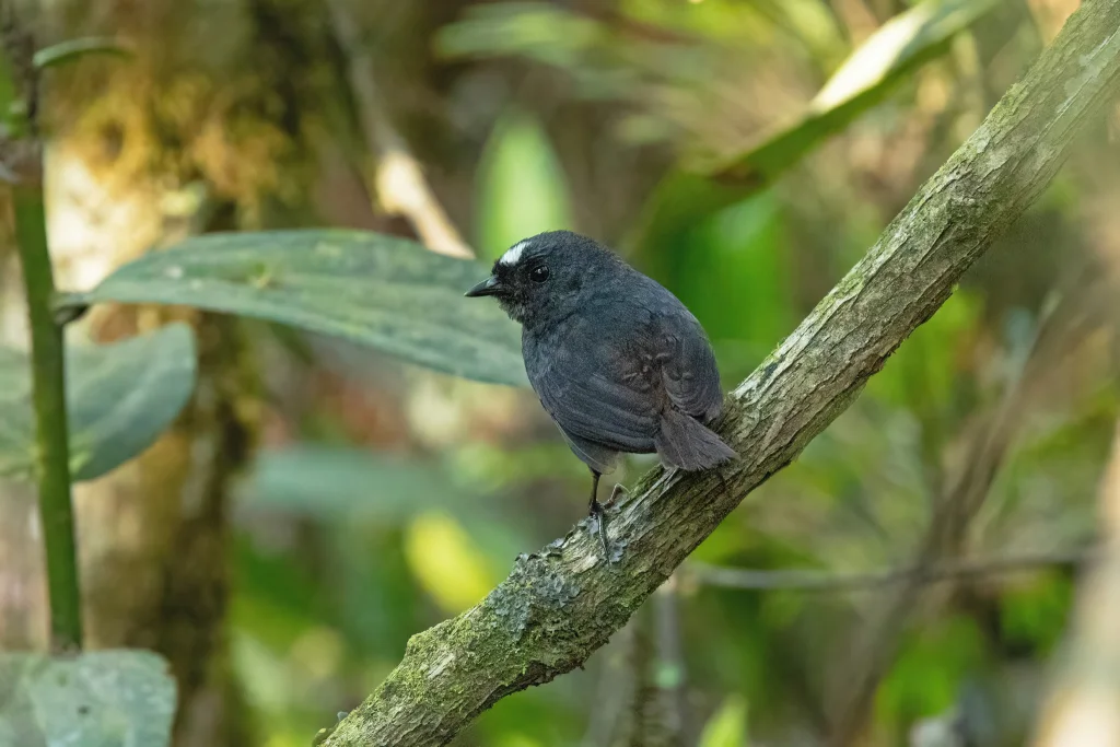 玻利维亚窜鸟(Scytalopus bolivianus)