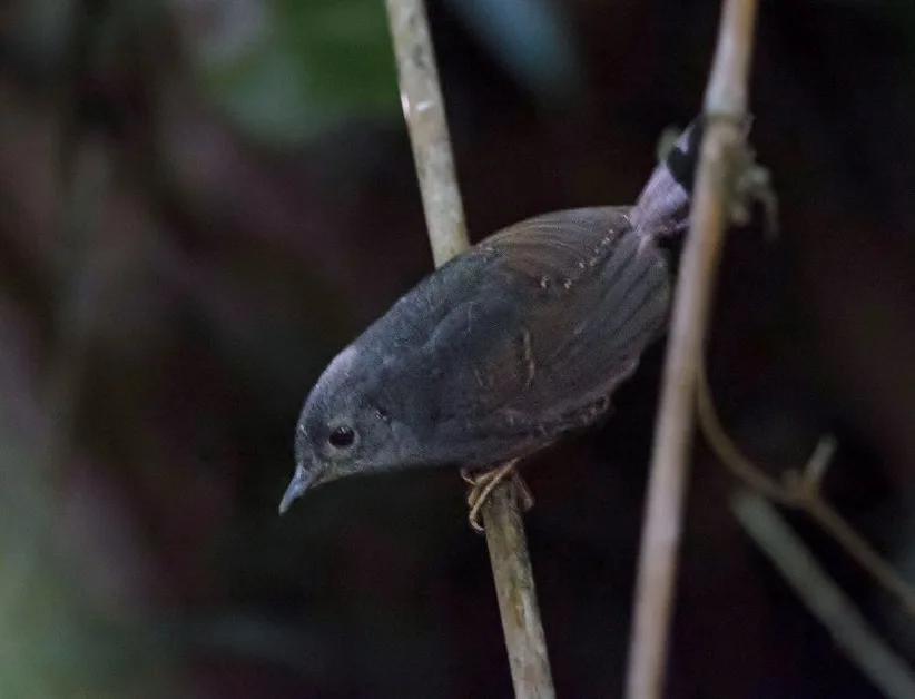 灰腹岩窜鸟(Scytalopus diamantinensis)