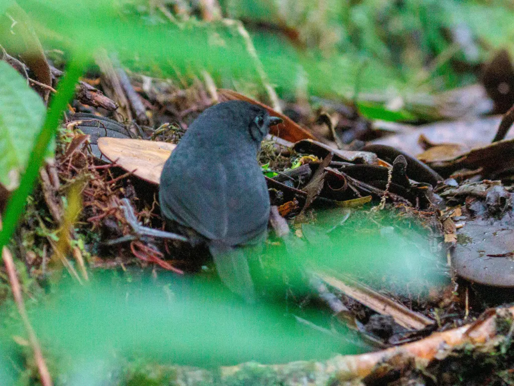 棕背窜鸟(Scytalopus gonzagai)