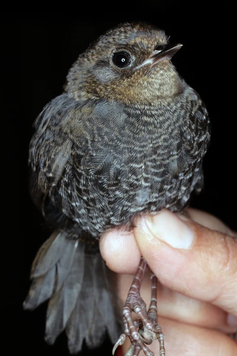 马托窜鸟(Scytalopus griseicollis)