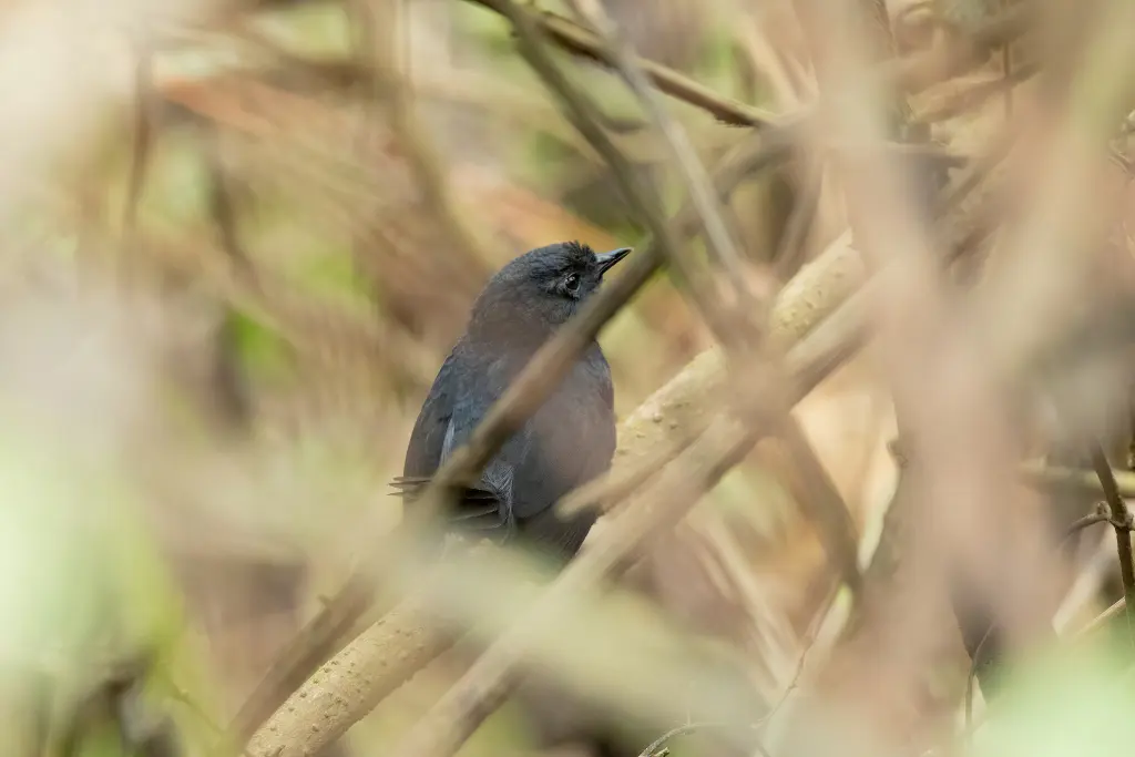 乌省窜鸟(Scytalopus intermedius)