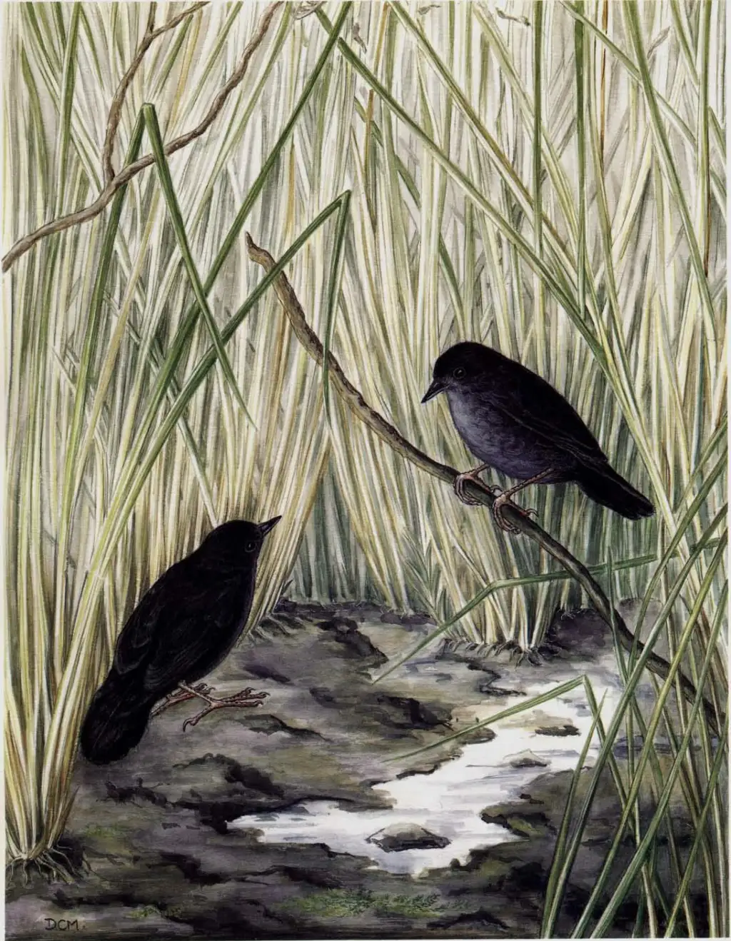 湿地窜鸟(Scytalopus iraiensis)