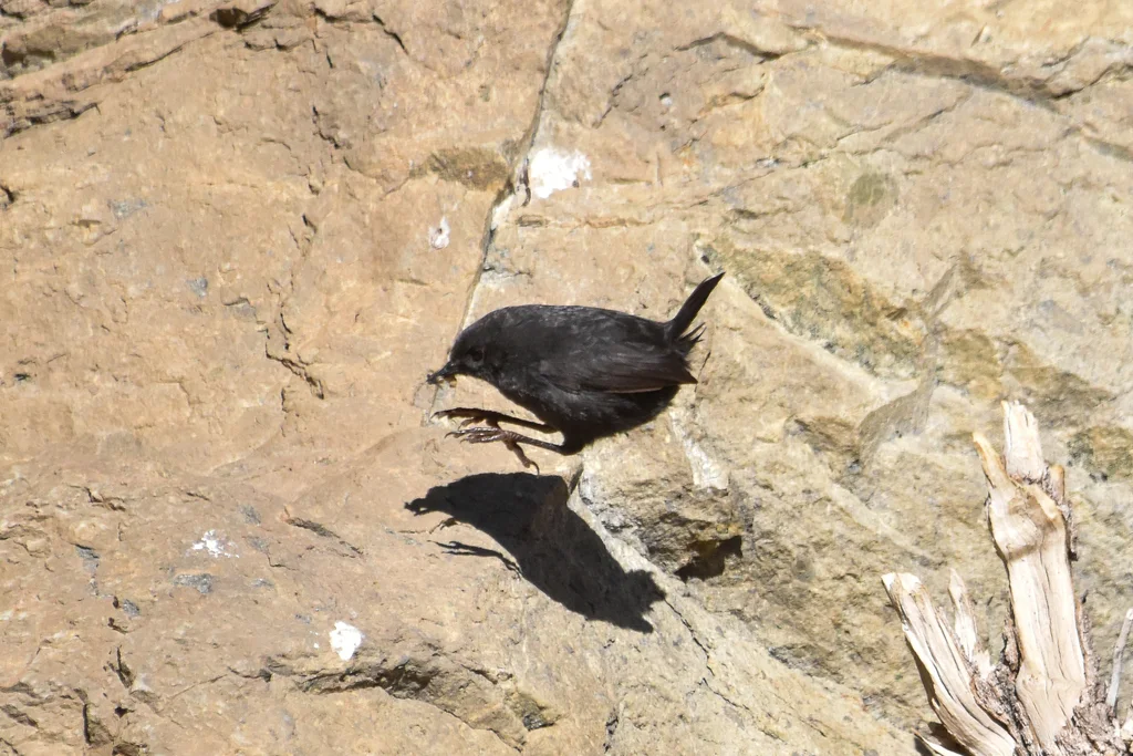 安第斯窜鸟(Scytalopus magellanicus)