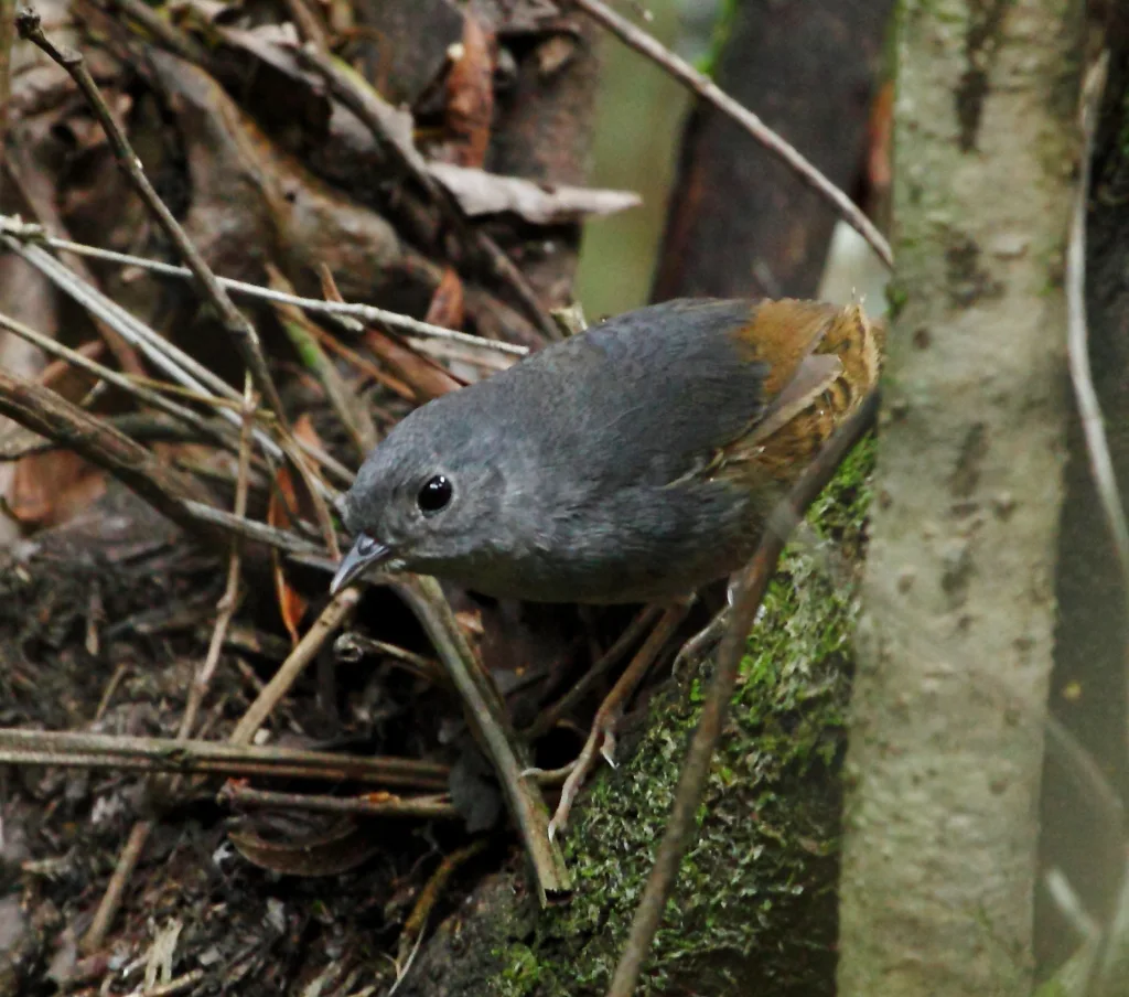 巴西窜鸟（Scytalopus novacapitalis）