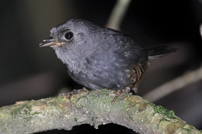 高原窜鸟（Scytalopus pachecoi）