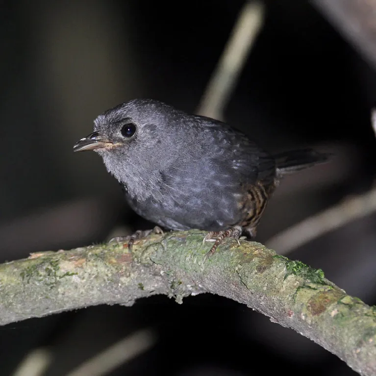高原窜鸟（Scytalopus pachecoi）